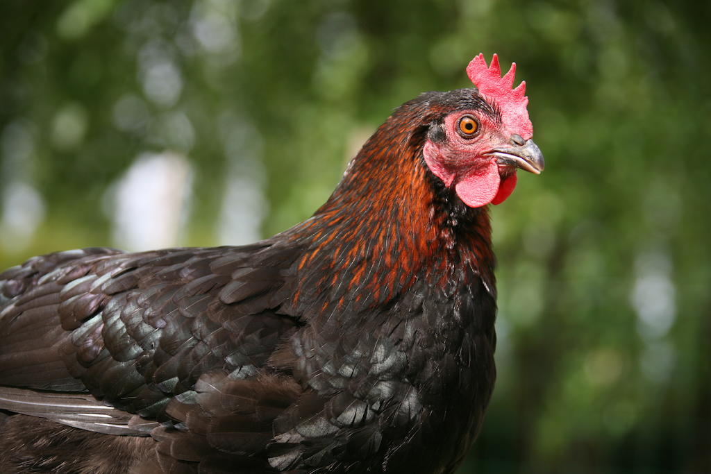 Vila Gite De La Ferme Des Crins Blancs Hazebrouck Pokoj fotografie