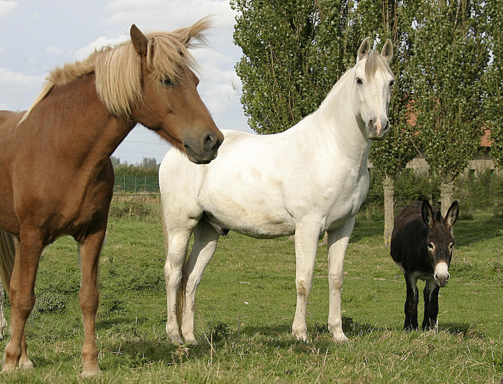 Vila Gite De La Ferme Des Crins Blancs Hazebrouck Pokoj fotografie