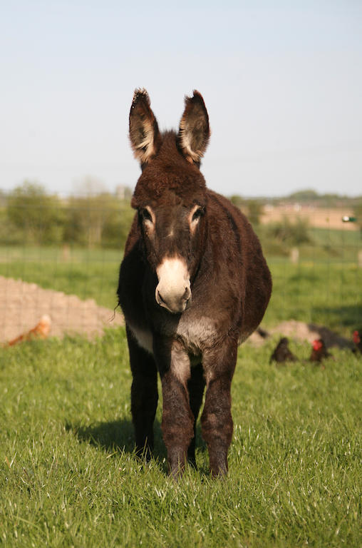 Vila Gite De La Ferme Des Crins Blancs Hazebrouck Exteriér fotografie