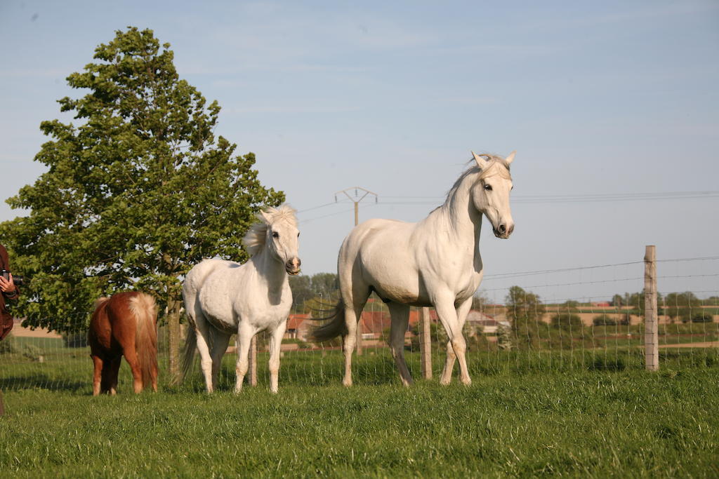 Vila Gite De La Ferme Des Crins Blancs Hazebrouck Exteriér fotografie