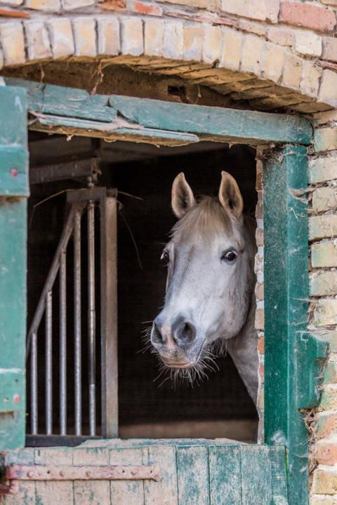 Vila Gite De La Ferme Des Crins Blancs Hazebrouck Exteriér fotografie