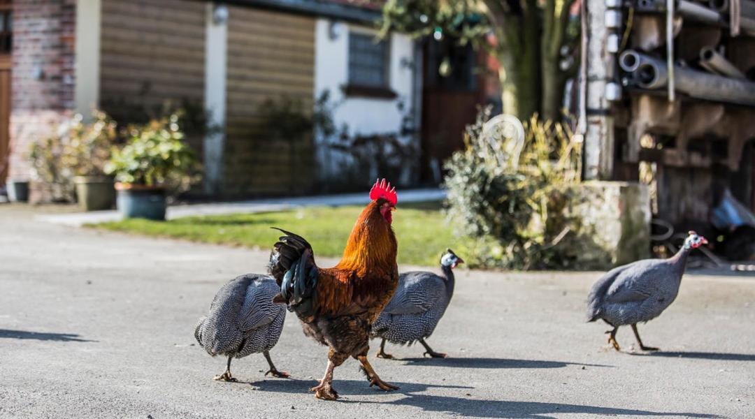 Vila Gite De La Ferme Des Crins Blancs Hazebrouck Exteriér fotografie