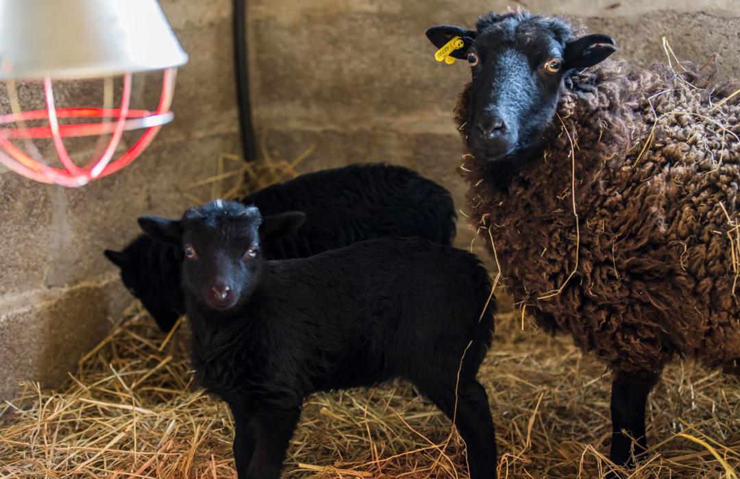 Vila Gite De La Ferme Des Crins Blancs Hazebrouck Exteriér fotografie